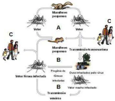 Figura 1: Ciclo biológico dos arbovírus. A  –  Ciclo de amplificação em mamíferos, no qual a fêmea  infectada poderá transmitir o vírus a pequenos mamíferos que desenvolvem uma viremia alta e curta,  podendo levar à infecção de novos artrópodes hematófagos