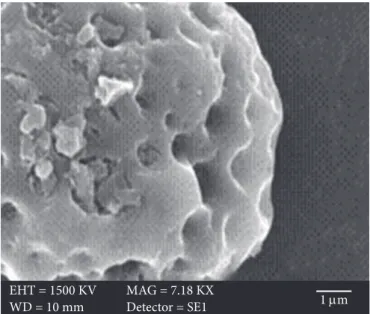 Figure 5. Detailed surface of the defatted Brazil-nut flour granule.