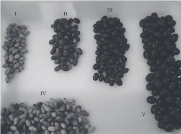 Table 1. Classification of fruits at five stages of development based on  the subjective evaluation of the fruit skin color according to Pantástico  (1975).