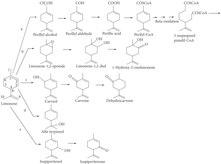 Figure 1. Proposed routes for limonene biotransformation by microorganisms.