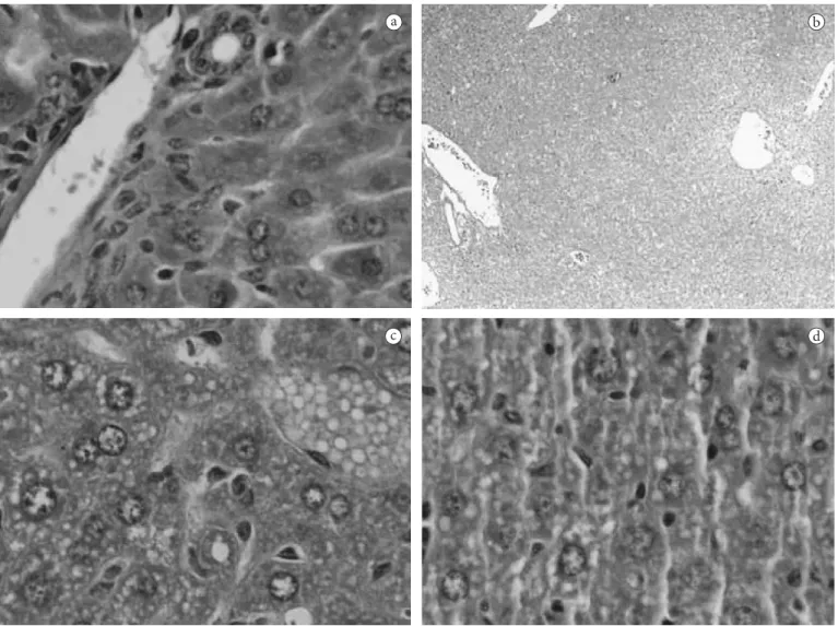Figure 1.  Hepatic photomicrographs of female mice after 6 weeks on the control or experimental diet