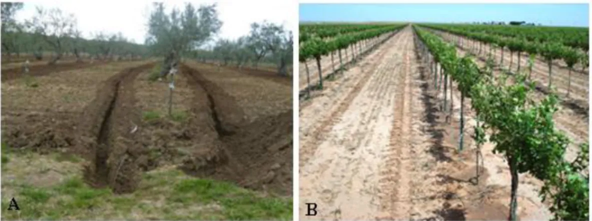 Fig.  E-3  -  Double  surface  drip line  in olive  trees (A,  photo  retrieved  from  Hydrotech,  2018)  and  simple subsurface drip line in vineyards (B, photo retrieved from Extension, 2018)
