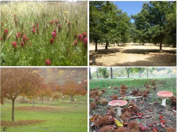 Fig. F-2 - Landscape of the farm and study area:  A - pasture with seeded legumes and grass-pot  growing  under the chestnut trees; B - chestnut trees; C - flock of sheep’s pasturing  after chestnut’s  harvesting; D-  Amanita muscaria  mushroom not eatable