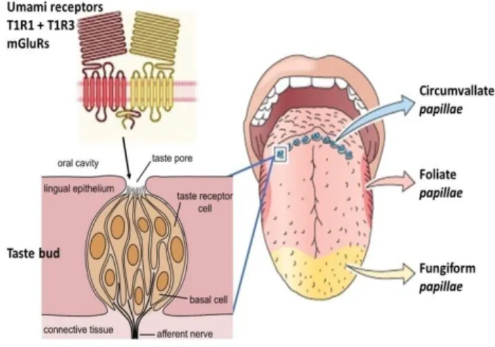 Figure 1 - Humans detect only six main tastes—salty, sour, sweet,  bitter,  fat  (oleogustus  –  Running  et  al.,  2015)  and  umami—using  taste receptor cells located in structures called taste buds