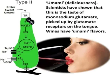 Figure  3  -  Type  II  cells  contain  the  G  protein-coupled  taste  receptors (TR) for bitter, sweet, and umami taste stimuli
