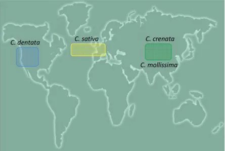 Figura  1-  Distribuição  geográfica  das  espécies  do  género  Castanea  com  importância  económica