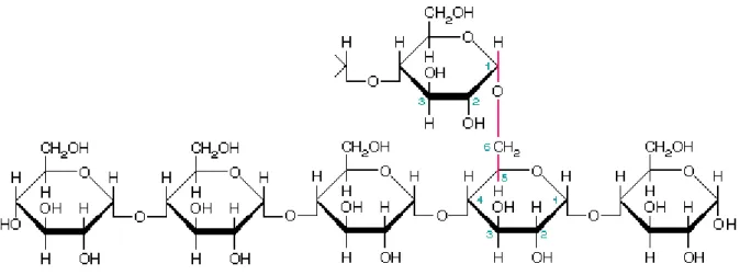Figura  6-  Modelo  de  cluster  para  o  arranjo  das  cadeias  de  amilopectina.  (Wang  et  al,  1998)  