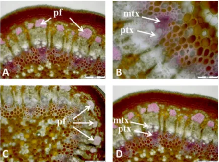 Figure 3. Cross section of stem of S. vulgaris treated with an aqueous NaOH 1% solution, and subsequently, using  the Wiesner test