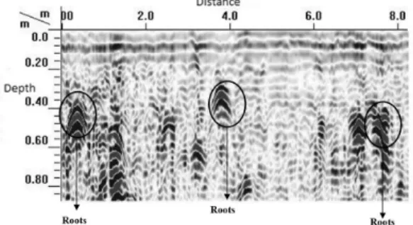 Figure 3. Radargram of the SFIS area. Image obtained  with a 900 MHz antenna and time/depth conversion  speed of 0.09 m ns -1 .