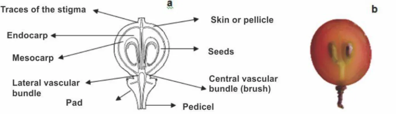 FIGURA 1. Illustration of the grape berry morphology (a) adapted from RIBEREAU &amp; PEYNAUD  (1980),  and  the  longitudinal  s ection  (b)  of  a  ‘Niagara  Rosada’  grape  berry  (Picture: 