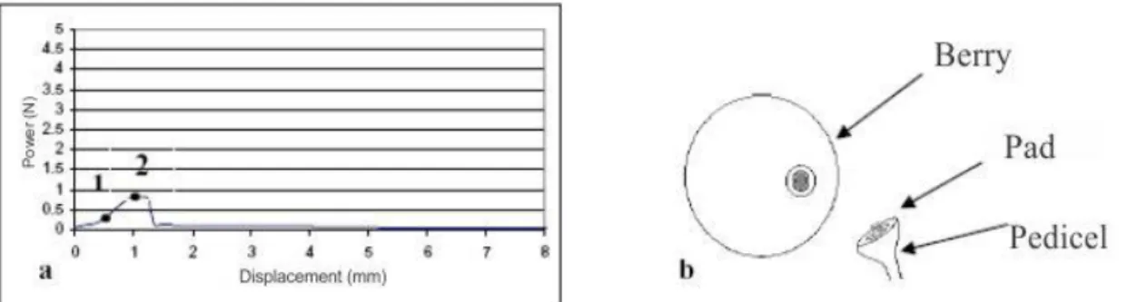 FIGURA 3. Characteristic force-deformation curve of detachment of the pedicel with intact brush  (a)  and  schematic  representation  of  the  berry  and  pedicel  with  intact  brush  after  detachment in 'Niagara Rosada' grapes