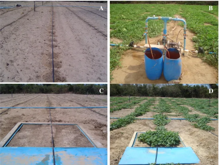 FIGURE 1. Photographs of the irrigation (A)  and fertigation (B) systems and  of one lysimeter  at  crop planting (C) and crop development (D)
