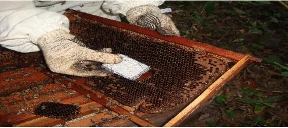 FIGURE 1. Data logger insertion in a brood comb. 