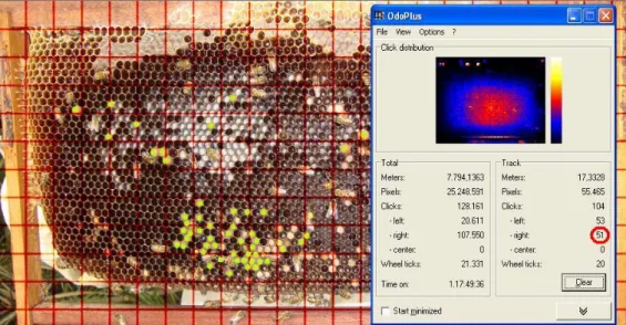 FIGURE 2. Alveoli counting system using a software which counts the mouse clicks and a software  of image processing for the demarcation of the already recorded alveoli