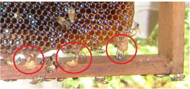 FIGURE 5. Presence of open, closed or under construction queen cells. 