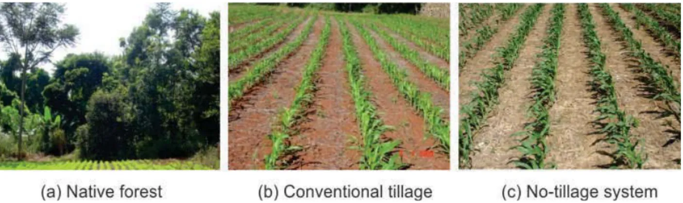 FIGURE 1. Soil management systems in the experimental area under native forest (a), conventional  tillage (b) and no-tillage system (c)