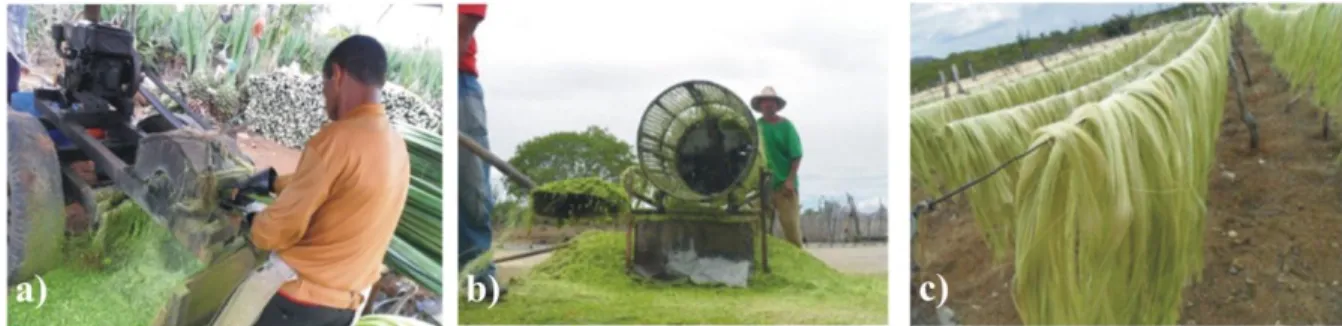 FIGURE  1.  Production  process  of  sisal  fiber:  a)  Extraction  of  sisal  fiber;  b)  Drying  of  the  fiber;       