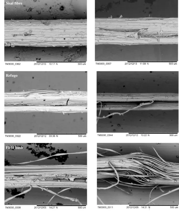 Figure 6 shows the effect of the treatment on fiber structure. Sisal fiber shows no significant  change  after  10  cycles  and  a  little  deterioration  is  observed  in  the  sidewall  after  20  cycles