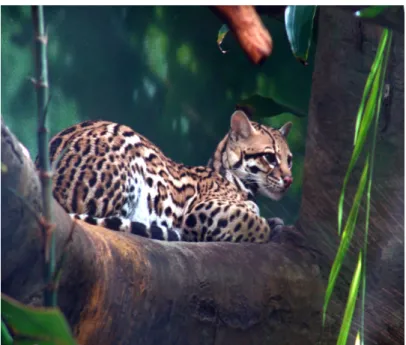 Figura 1.11: O gato do mato (Leopardus pardalis) existe em terrenos agr´ıcolas e na selva da Costa Rica.