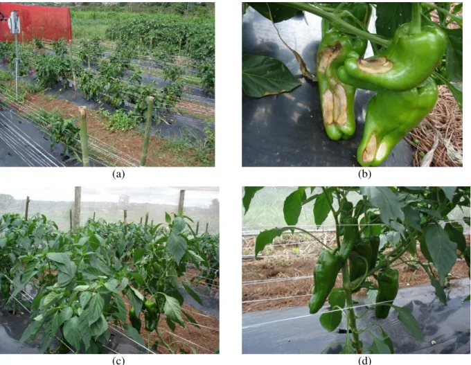 FIGURE 5. General view of plant stand and sanity aspect of pepper fruit at field conditions (a and  b), and under reflective shading net (c and d)