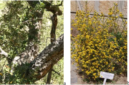 Figura 24 - Alguns exemplares da coleção: a) Quercus suber L.; b) Pterospartum tridentatum (L.) Willk  subsp