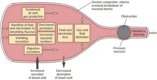 Figure 1.:  Pathophysiology of intestinal obstruction (Adapted from Radlinsky, 2013). 