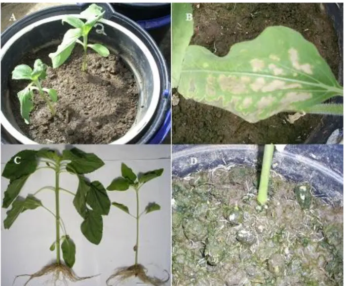 FIGURE  4.  Leaf  wilting  (A),  photooxidative  damage  in  the  leaf  tissues  (B),  shoot  and  root  (C)  without (C, left) and with water stress (C, right)