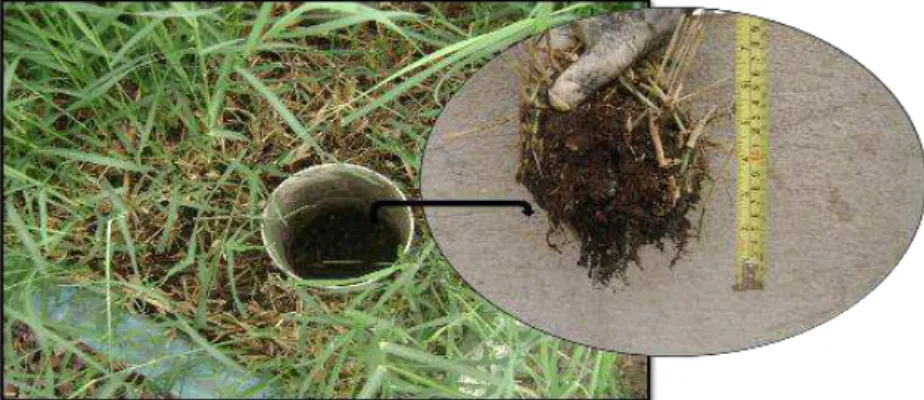 FIGURE 1. Samples extracted from the surface layer of HSSF–CW bed cultivated with Tifton 85