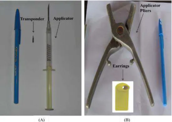 FIGURE 1. Equipment used to implement the identifiers: transponder and applicator (A); Pliers and  identification earrings (B)