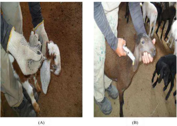 Figure  3  shows  the  application  moment  of  the  identifiers  in  the  animals,  by  means  of  subcutaneous transponder (Figure 3A) and by ear tags of visual identification (Figure 3B)