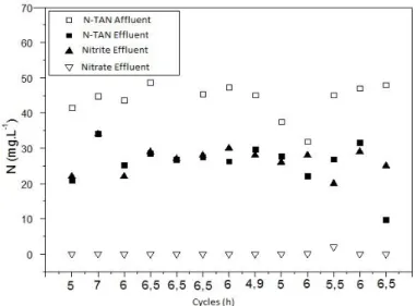 FIGURE 1. Concentration of nitrogenous forms in reactor affluent and effluent at phase V cycles