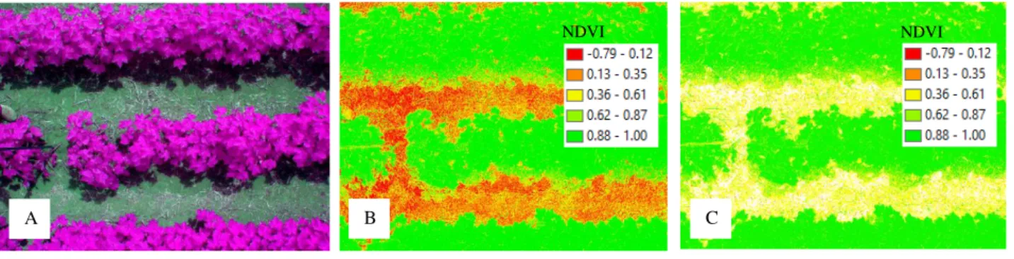FIGURE 2. Multispectral false color image (A - RGNIR) from Tetracam sensor, raw NDVI image  (B  -  soil  and  shadows  interferences),  and  filtered  NDVI  image  (C  -  reduced  soil  interference)