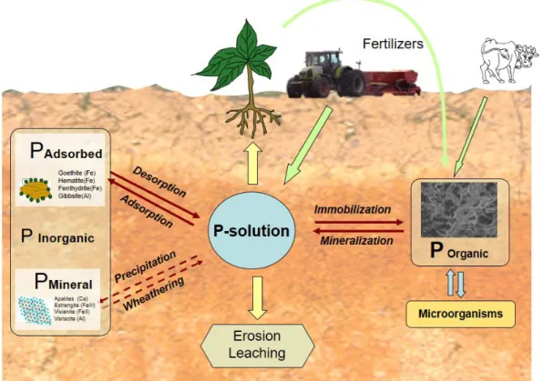 Figure 1: Phosphorus cycle in the environment.