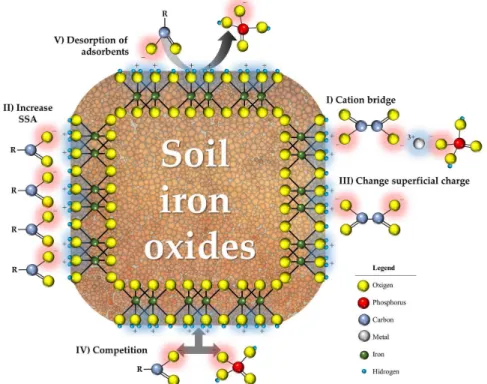 Figure 3: Effects of organic carbon on phosphorus adsorption onto iron oxides.
