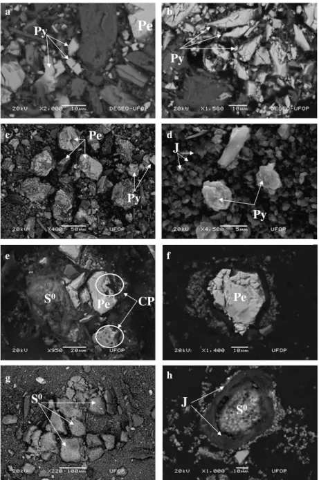 Fig. 7. SEM images of bioleaching residues produced in three diﬀerent experiments carried out at the same conditions but ﬁnished after diﬀerent leaching times