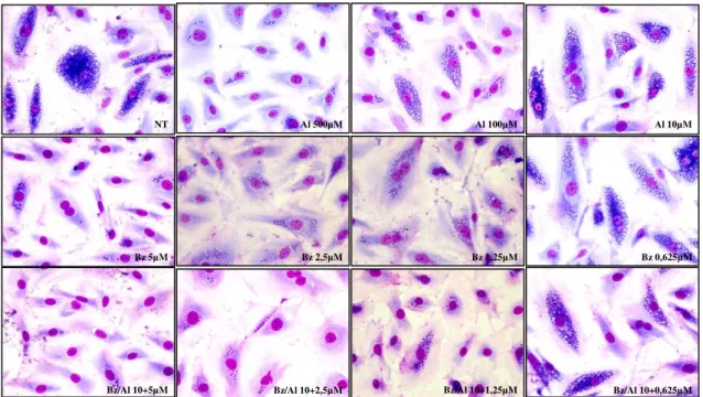 Figura  10:  Atividade  do  benznidazol  e  do  alopurinol  isoladamente  ou  em  combinação  sobre  a  infecção  de  células  H9c2  pela  cepa  Y  de  Trypanosoma  cruzi