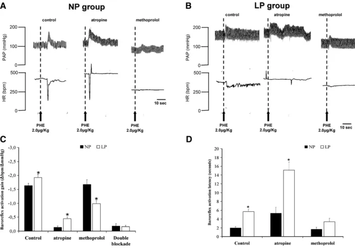 Fig. 2. Representative tracings of rats from the NP (A) and LP (B) groups, showing the changes in the baseline pulsatile arterial pressure (PAP, mmHg) and in the HR (bpm) in response to baroreflex activation