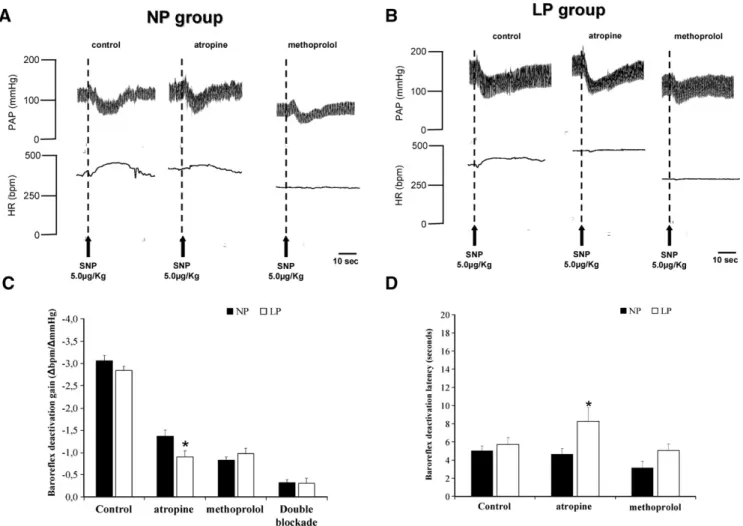 Fig. 3A and B depict tracings of representative rats from NP and LP groups (respectively) showing the changes in the baseline MAP and HR in response to baroreflex deactivation.