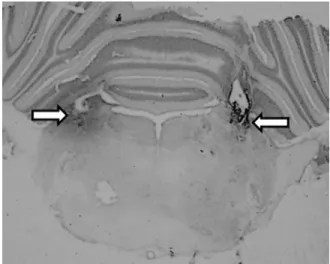 Fig. 1. Photomicrograph showing the sites of injections into the LPBN (arrows).