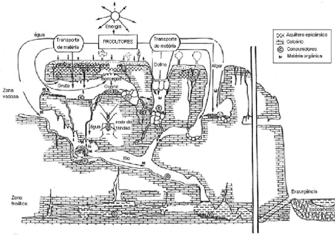 Figura 1 – Esquema representativo da estrutura de um habitat cavernícola (Modificado de  Juberthie, 1992)