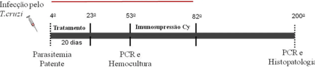 Figura  1-  A  parasitemia  foi  avaliada  durante  e  até  30  dias  após  o  tratamento  para  detectar  a  ocorrência da supressão da parasitemia e a reativação natural da parasitemia  após o término do  tratamento  (Exame  de  Sangue  a  Fresco)