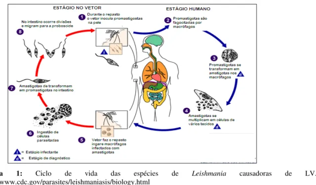 Figura  1:  Ciclo  de  vida  das  espécies  de  Leishmania  causadoras  de  LV. 