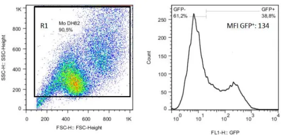Figura  11:  Sequencia  de  procedimentos  utilizados  para  quantificar  o  percentual  de  macrófagos  infectados  com  leishmania GFP +  após o tratamento in vitro com diferentes compostos de aldiminas e adutos de Hantzsch