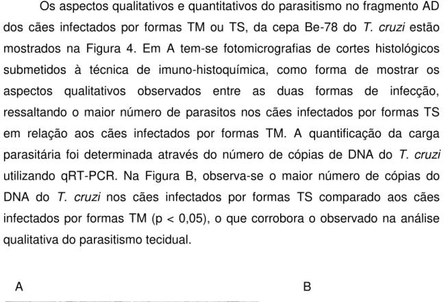 Figura 4:  Análise qualitativa e quantitativa do parasitismo no  Átrio Direito (AD) de cães  infectados  por  formas  Tripomastigotas  Metacíclicas  (TM)  ou  Tripomastigotas  Sanguíneas  (TS)  da  cepa  Berenice-78  do  Trypanosoma  cruzi,  eutanasiados  