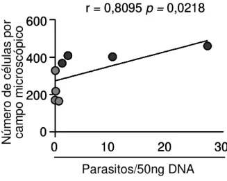Figura 6: Correlação entre o parasitismo e o processo inflamatório no Átrio Direito (AD)  de  cães  infectados  por  formas  Tripomastigotas  Metacíclicas  (TM;    )  ou  Tripomastigotas  Sanguíneas (TS;   ) da cepa Berenice-78 do Trypanosoma cruzi