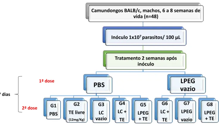 Figura 9: Protocolo de tratamento de camundongos BALB/c infectados por Leishmania infantum