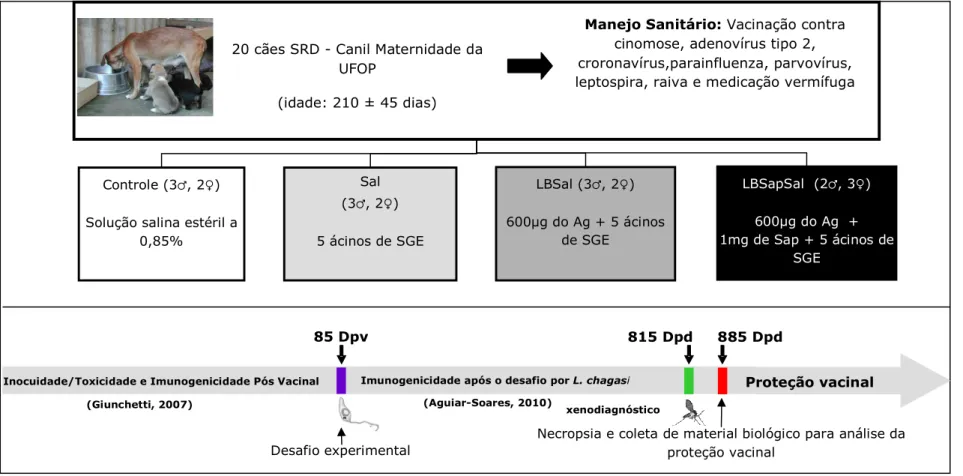 Figura  1: Delineamento Experimental indicando as etapas previamente realizadas por Giunchetti (2007), Aguiar-Soares (2010)  e a abordagem proposta  para o presente estudo (análise da proteção vacinal)