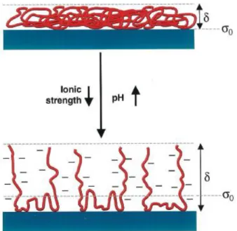 Figure 8. Schematic illustration of adsorbed anionic polyelectrolyte species on an ideal ceramic  surface as a function of pH and ionic strength (ᵟ is the adlayer thickness and σ 0  the plane of charge)