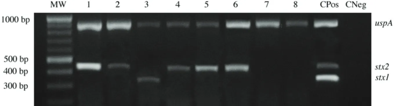 Figure 2. Specificity of multiplex PCR for detection of STEC in raw milk samples. Fragment identifications are presented on the right – uspA  (884 bp), stx1 (346 bp) and stx2 (461 bp)