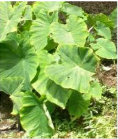 Figura 1. Folhas de Colocasia esculenta (L.) Shott. 
